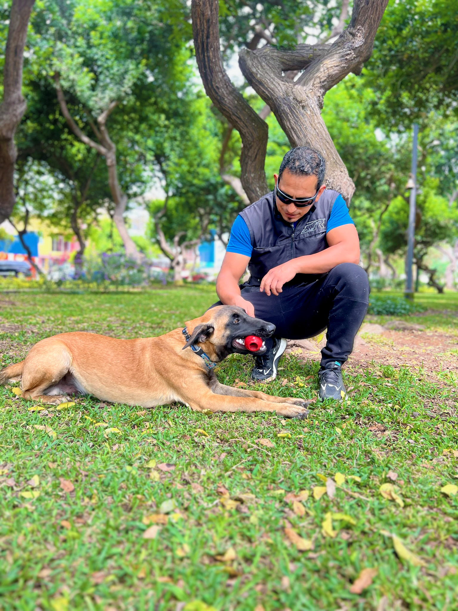 Adiestramiento para Cachorros en Lima
