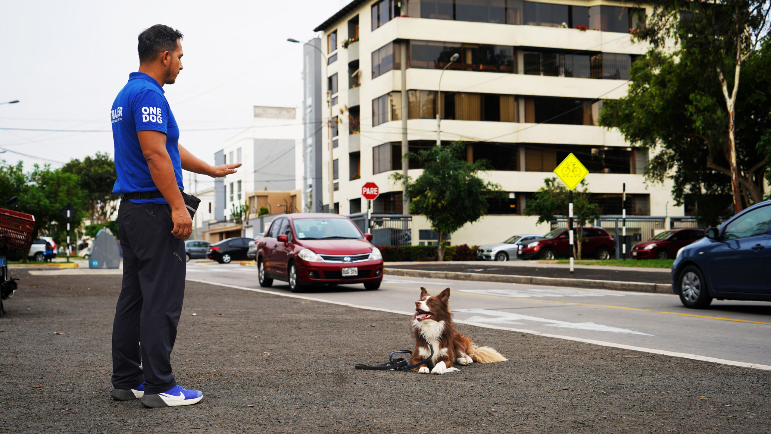 Entrenamiento Canino